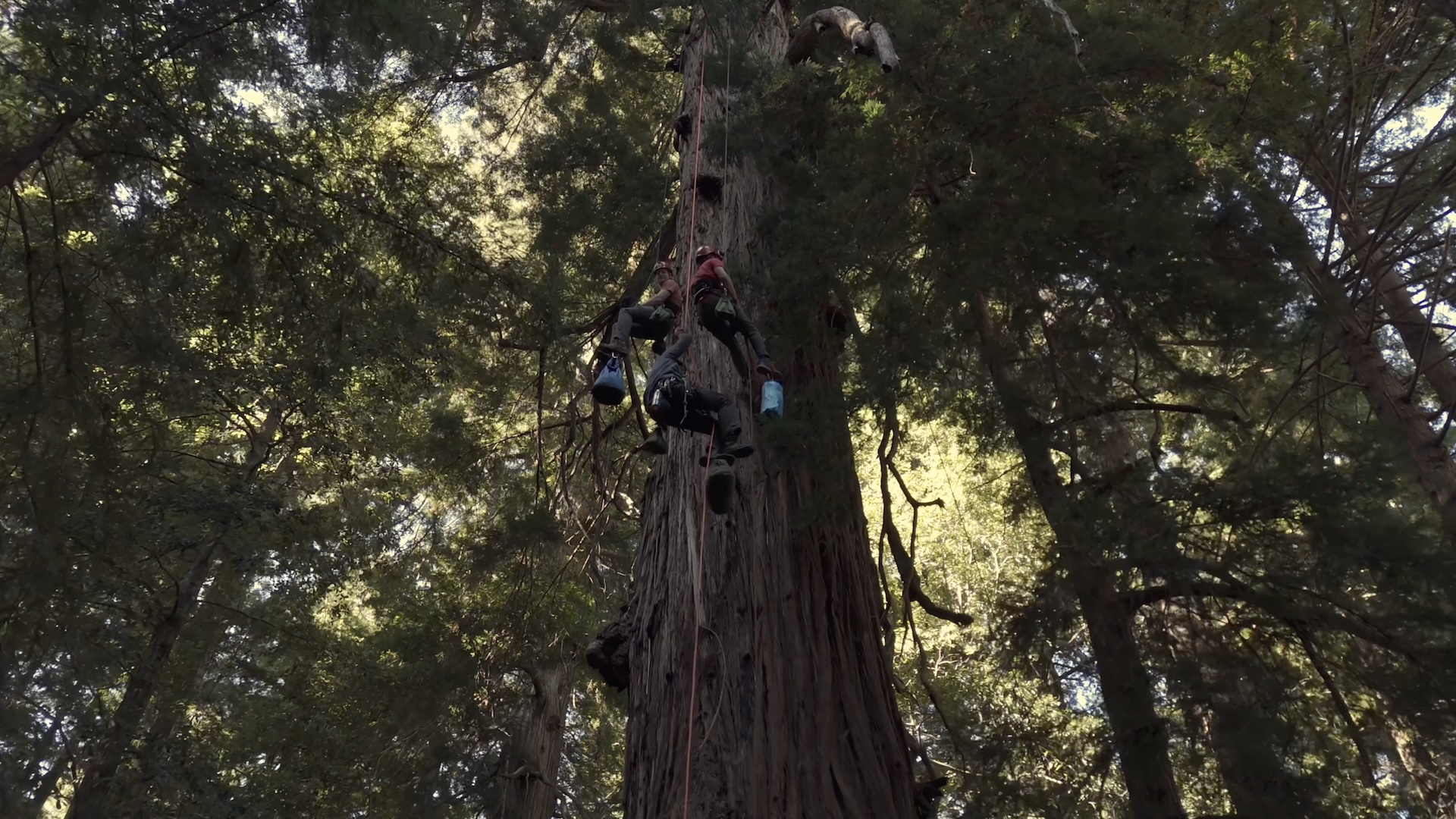 世界最高樹の生きた響きをGenelec 8010Aと共に奏でるレッドウッド・レゾナンス・プロジェクト